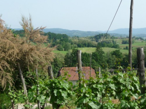 Wine and Ancestry in Slovenia