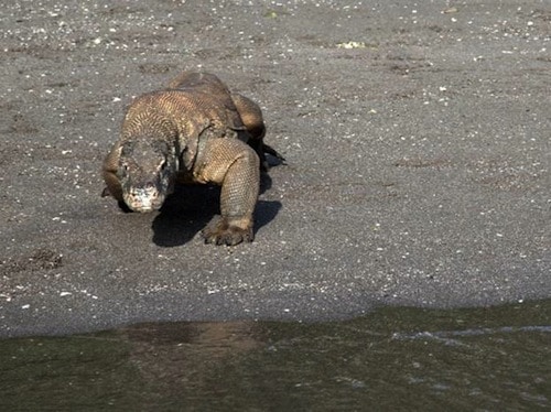 Komodofront