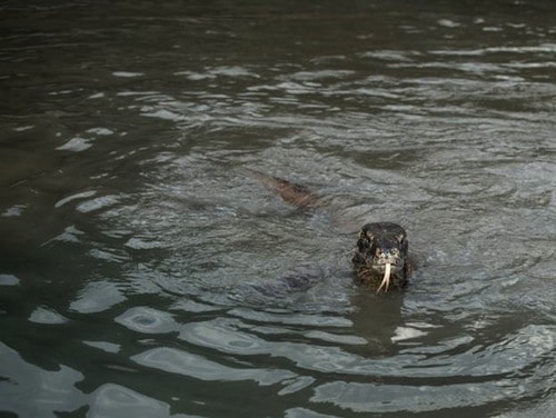 Komodoswim