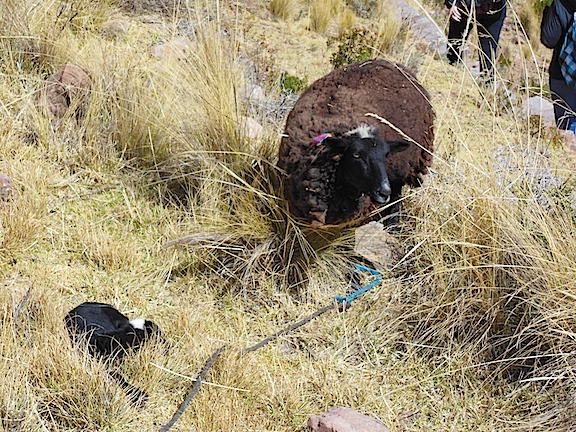 Taquile Island, Lake Titicaca