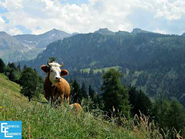 WWOOFing - Learning to Make Cheese in Switzerland