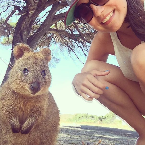 Quokka Selfies on Rottnest Island