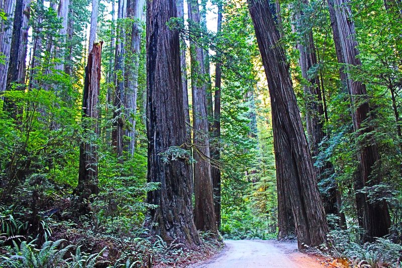 Redwood National Park