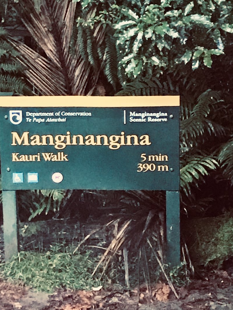 Manginangina walk - Puketi Forest