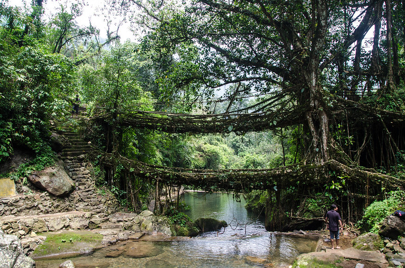 Double Root Bridges, Nongriat