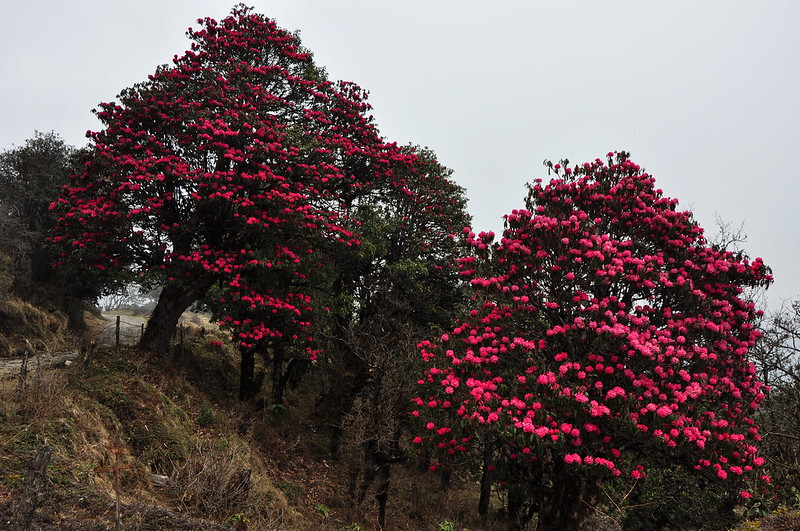 Rhododendron in full bloom