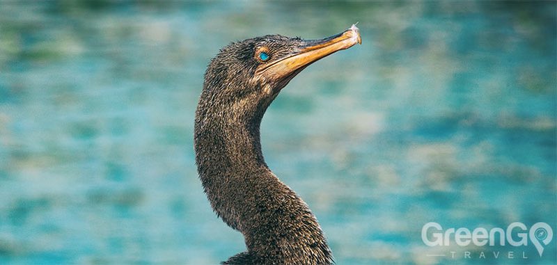Cormorant