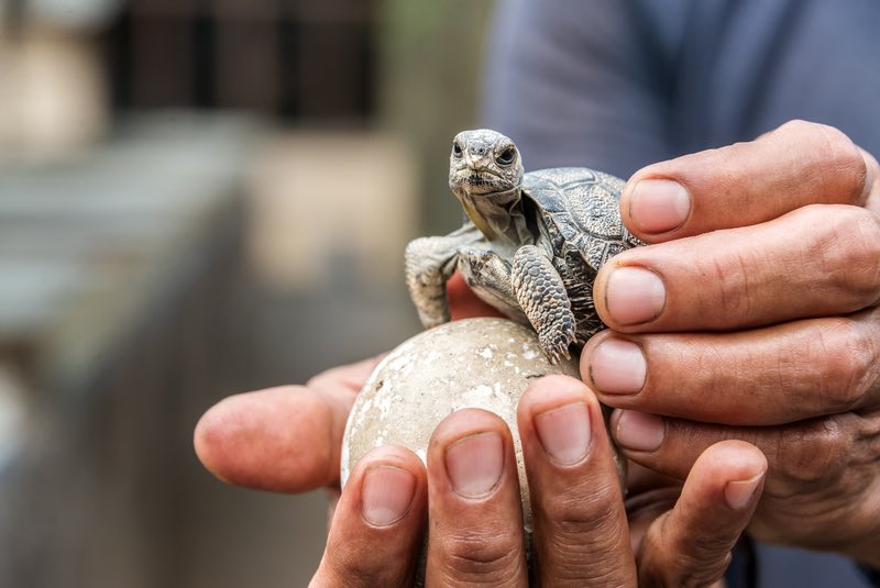 Sea Turtle