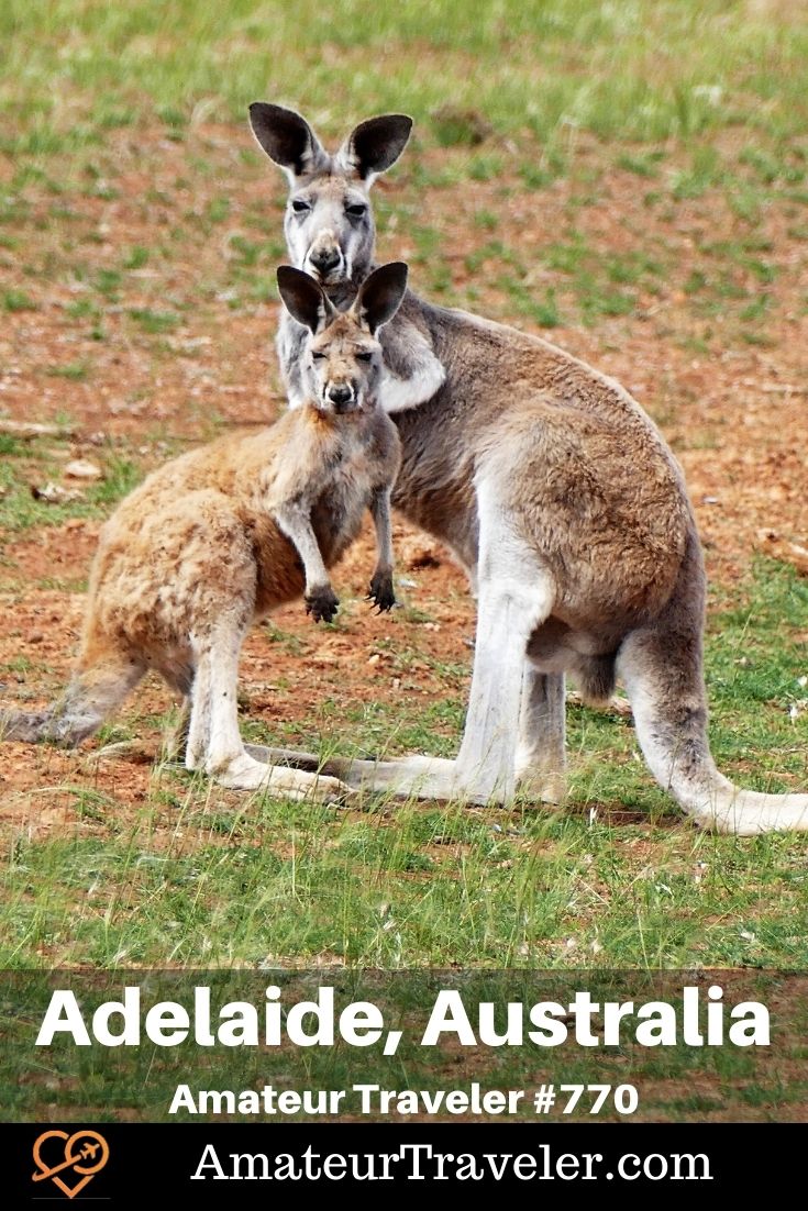 Red Kangaroos - Places to Visit in South Australias (Podcast) | Things to do in Adelaide #australia #south-australia #wine #things-to-do-in #adelaide #places #travel #trip #vacation #holiday