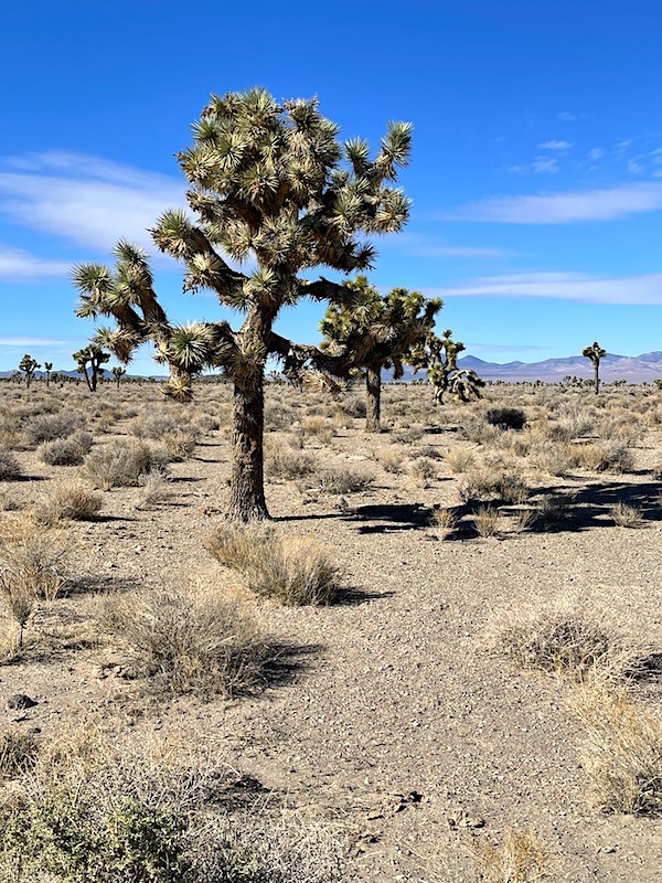 A Joshua Tree near the entrance of Area 51