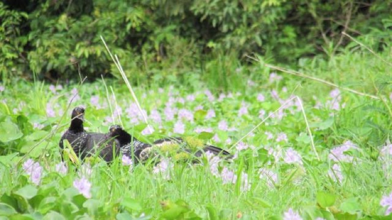 The Pacaya Samiria National Reserve