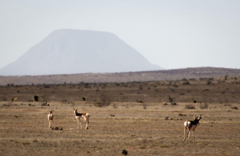 Pronghorn Antelope