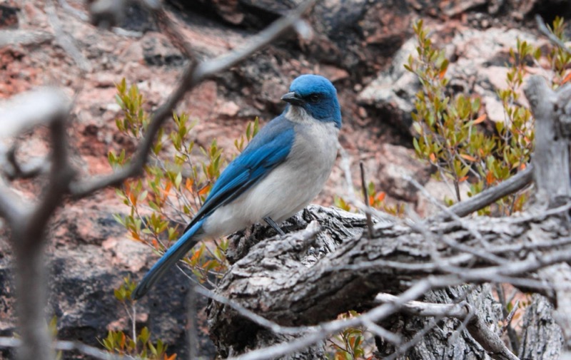 Mexican Jay