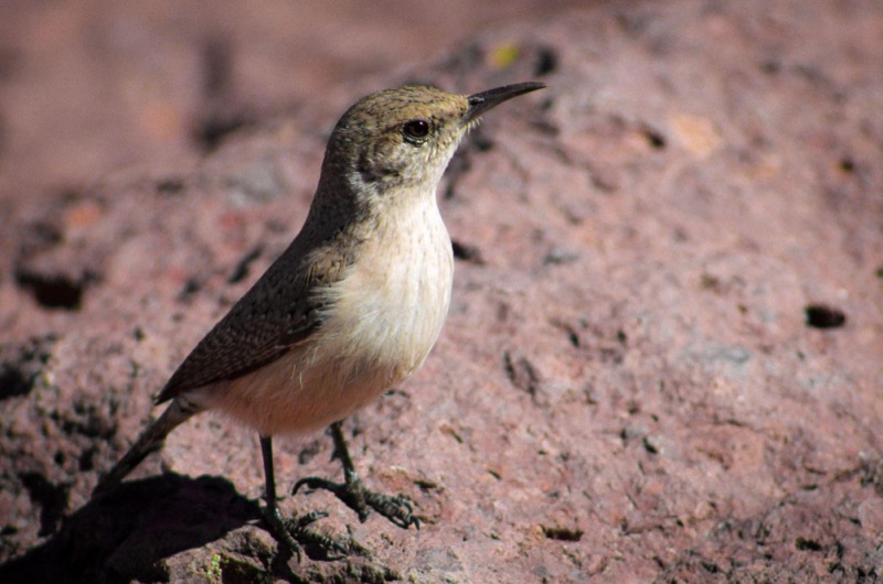 Big Bend Rock Wren