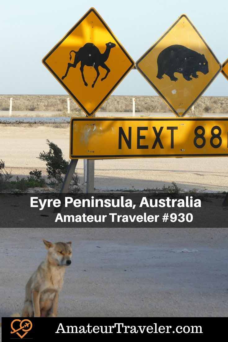 Eyre Peninsula, South Australia (Podcast) - Explore the Eyre Peninsula with a 7-night itinerary featuring stunning beaches, unique wildlife encounters, fresh seafood, scenic drives, and unforgettable adventures in South Australia. #australia #southaustralia #eyrepeninsula #wildlife #sharks #beach #roadtrip 