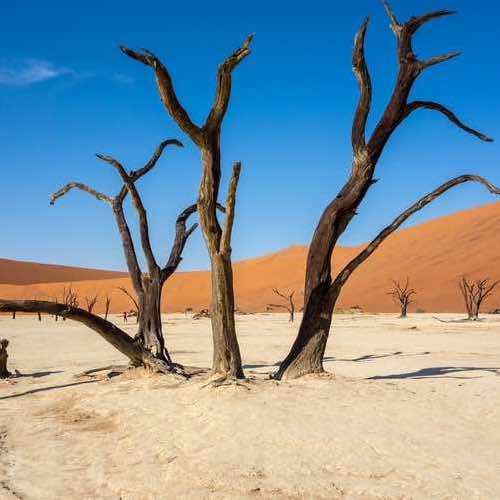 Namibia Safari Adventures: From Desert Elephants to Deadvlei Trees
