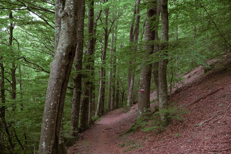 A beech forest trail in the Northern Apennines marked with the red-and-white CAI trail signs used throughout Italy.
