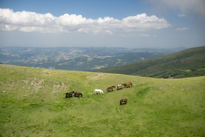 Wild horses grazing on the grassy plateaus of the Apennine ridge.