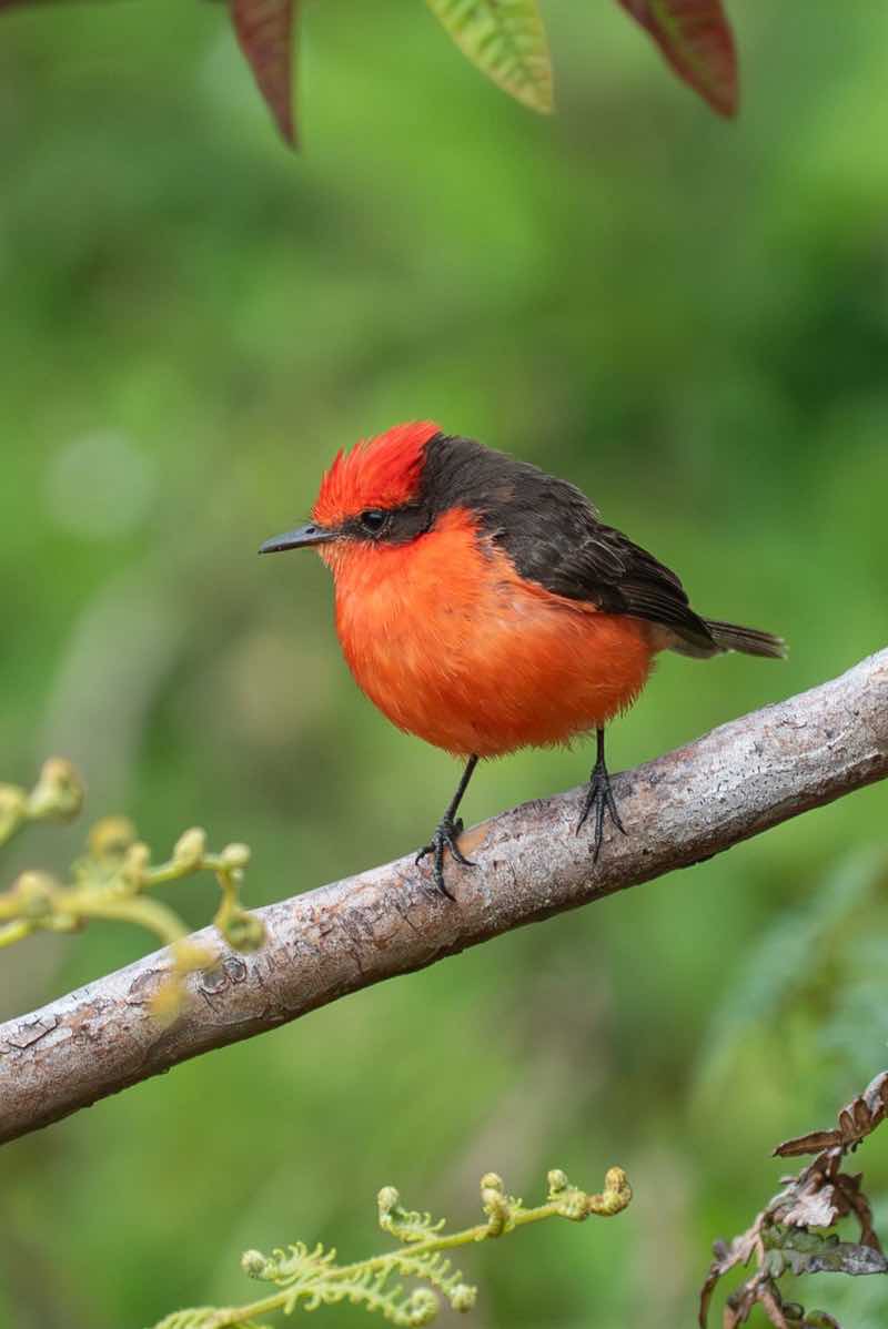 A male Brujo Flycatcher, endemic to the Galápagos Islands, flashes brilliant red in the Guayaba Forest of the Galápagos National Park, Isabela Island, Galápagos.