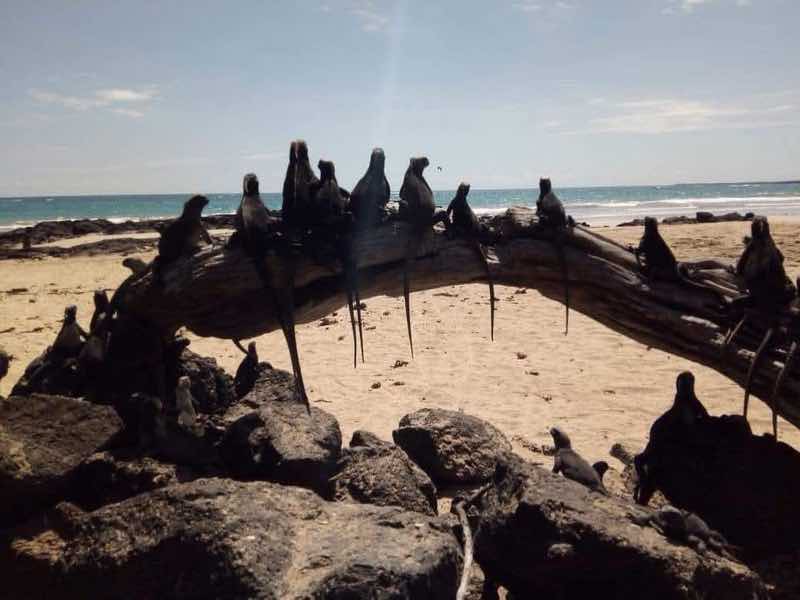 Marine iguanas gather on driftwood at the Pink Iguana Bar Marine Iguana Sanctuary, Puerto Villamil, Isabela Island, Galápagos.