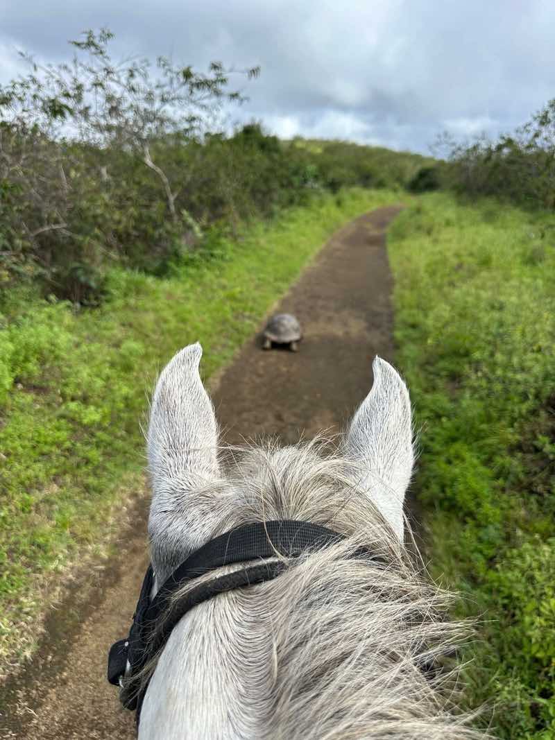 Enveloped in the cool garúa, a Galápagos giant tortoise continues its ancient journey across Isabela Island, Galápagos.