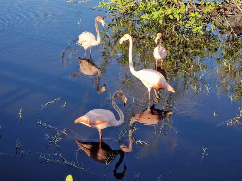 American flamingos paint the wetlands of Puerto Villamil shades of pink, Isabela Island, Galápagos.