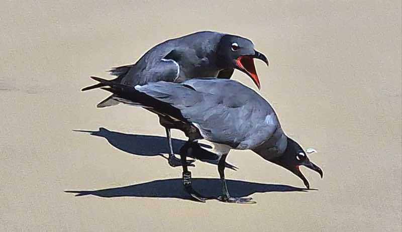 A pair of lava gulls, the world's rarest gull species, exchange a few choice words on the beach in Puerto Villamil, Isabela Island, Galápagos.
