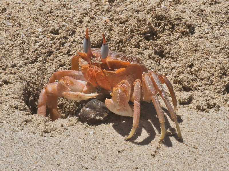 The beach's tiniest artist. A ghost crab emerges from its burrow, surrounded by hundreds of tiny sand balls left behind after a busy morning of feeding, Puerto Villamil, Isabela Island, Galápagos.