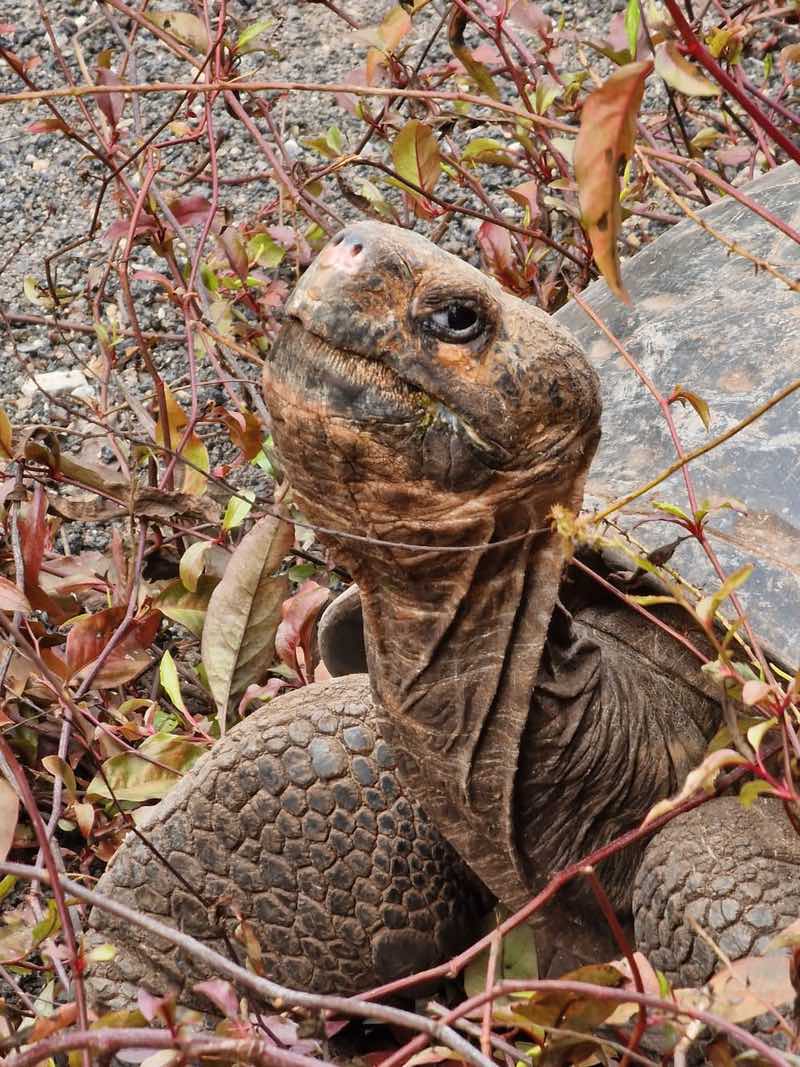 A Galápagos giant tortoise pauses long enough for a portrait... and maybe even a smile, Isabela Island, Galápagos.