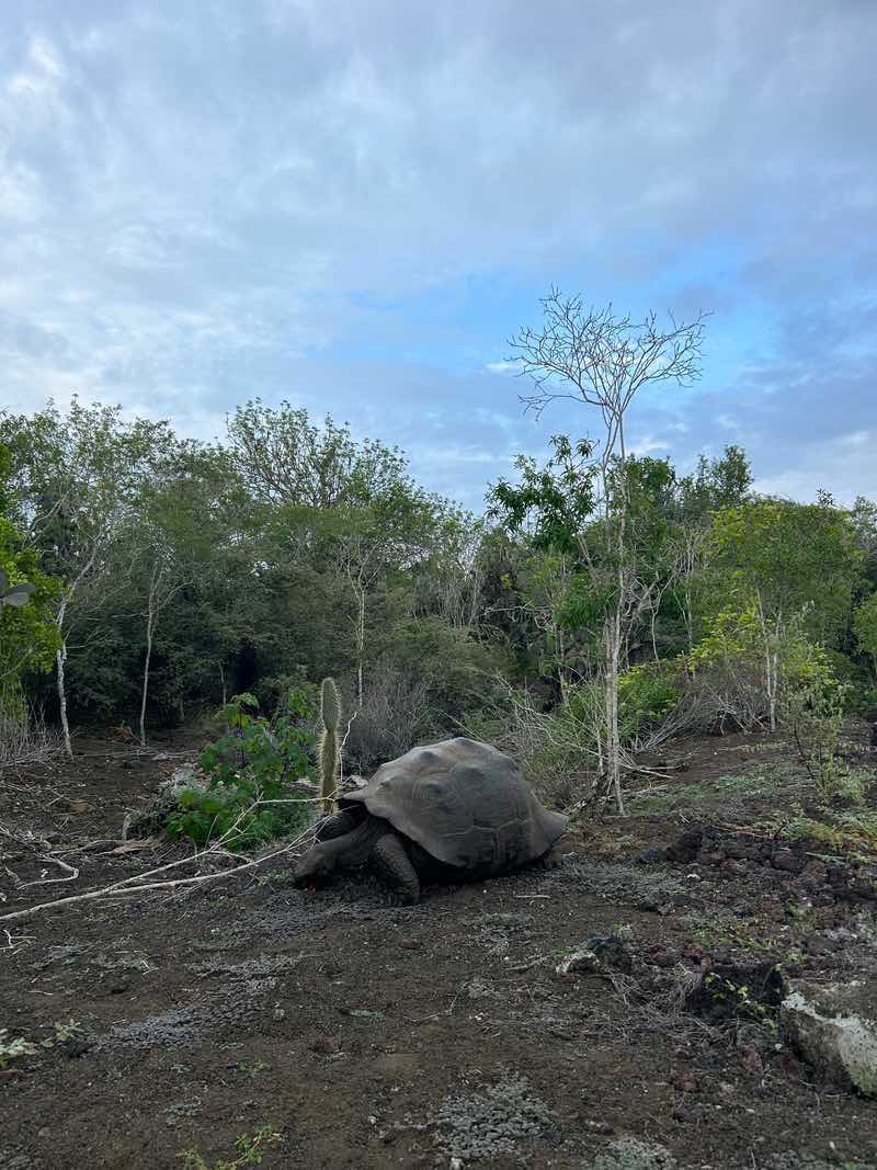 Galápagos giant tortoise crossing the road to the Wall of Tears, Isabela Island, Galápagos.