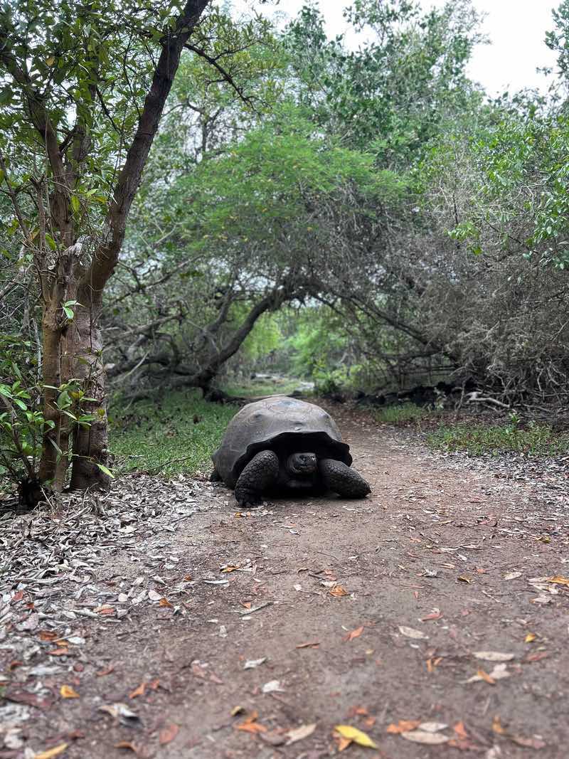 A Galápagos giant tortoise makes its way along the Ruta de Tortugas toward the Wall of Tears, Isabela Island Galápagos.