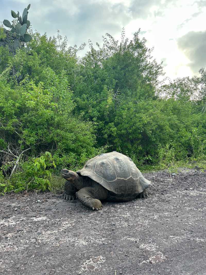 A Galápagos giant tortoise crossing the road near the Ruta de Tortugas, Isabela Island, Galápagos.