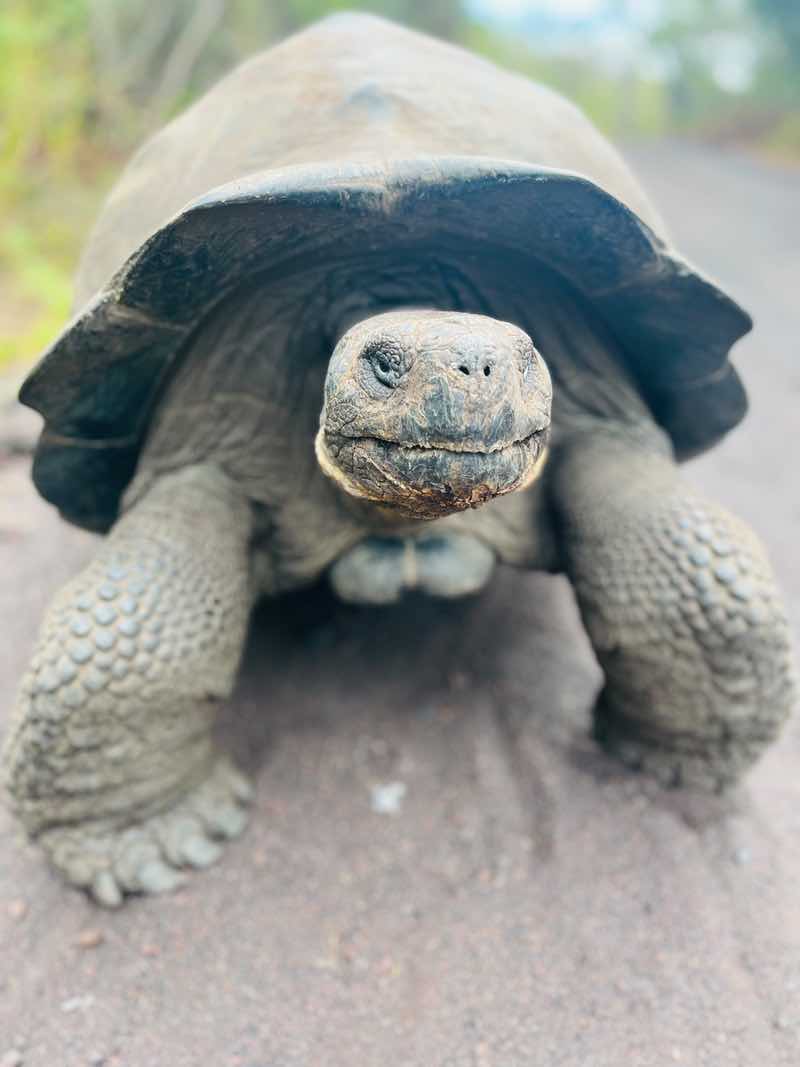 A face only a naturalist—or E.T.—could love. Galápagos giant tortoise, Isabela Island, Galápagos.