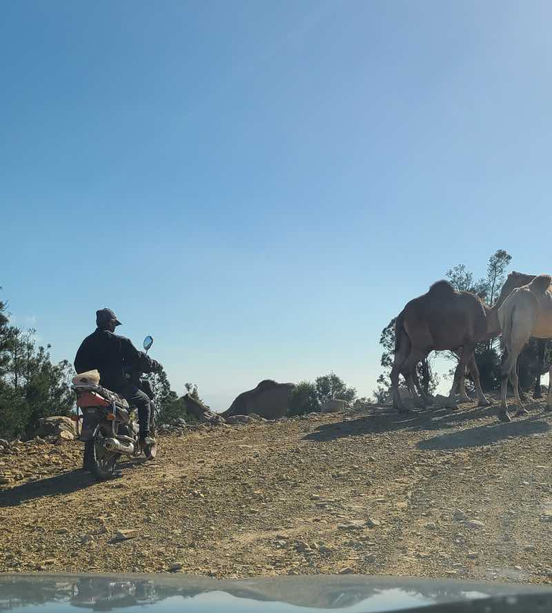 View through a car windshield of camels and a motorcyclist blocking a rural road in Morocco.