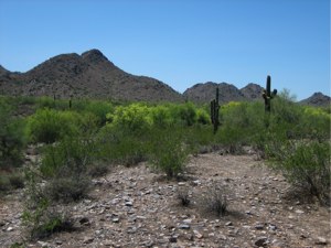 Phoenix Arizona – Inner-City Desert Hike